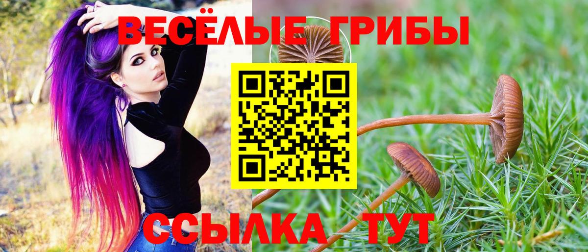 Галлюциногенные грибы Psilocybine cubensis Тында